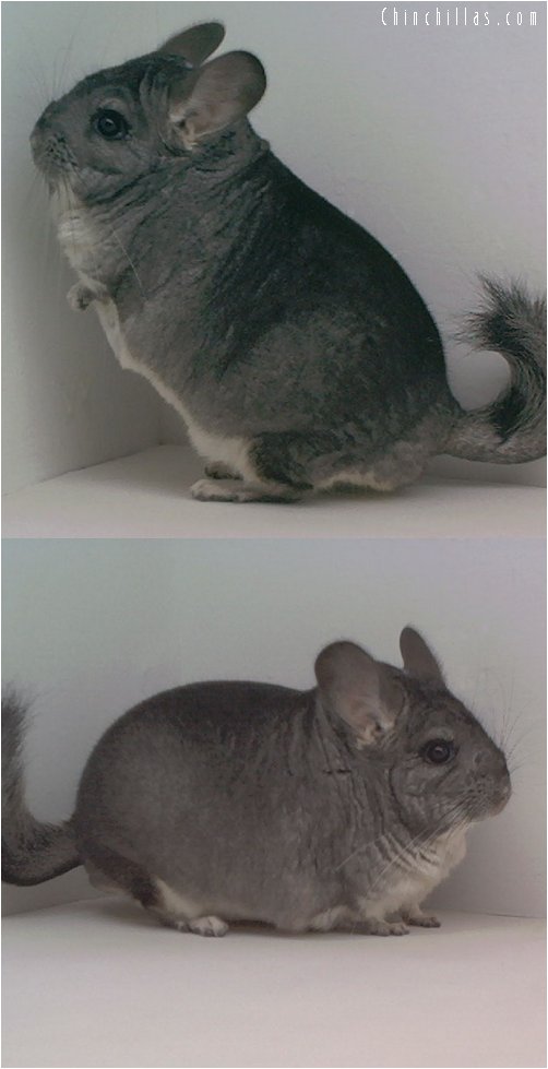 1642 Extra Large Show Quality Standard Male Chinchilla