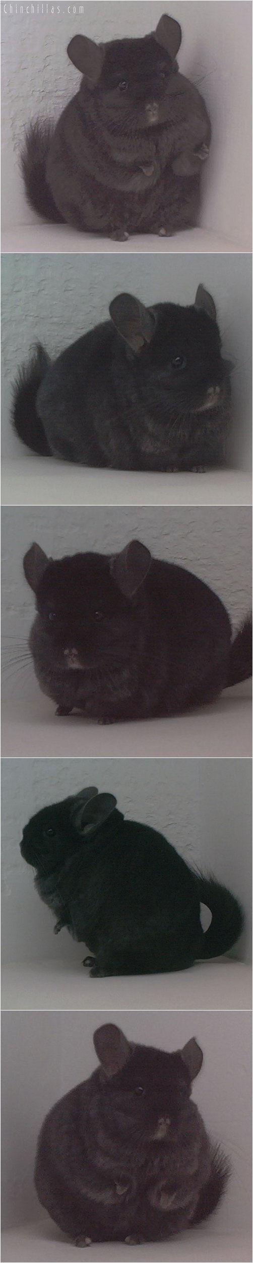 1789 Exceptional Ebony Female Chinchilla