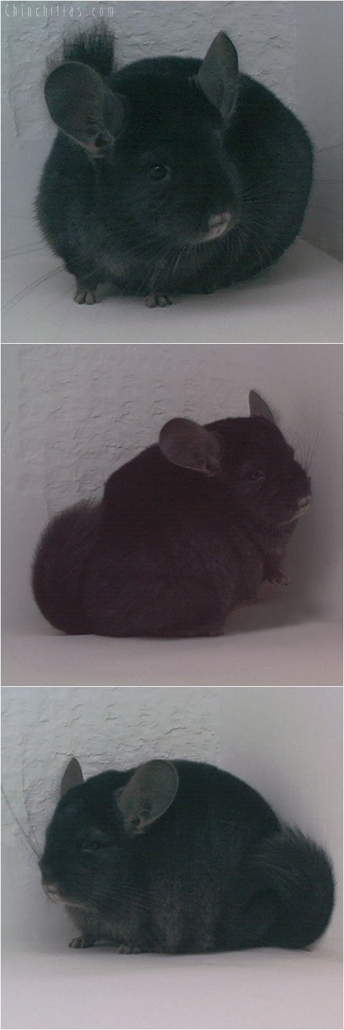 1802 Top Show Quality Ebony ( Violet Carrier ) Female Chinchilla