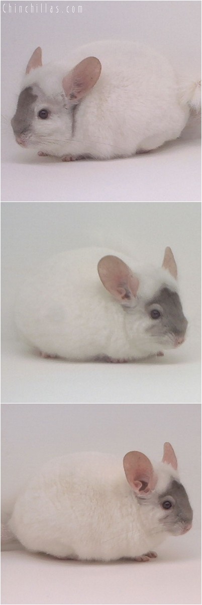 4158 Show Quality Pink White Male Chinchilla with Mask