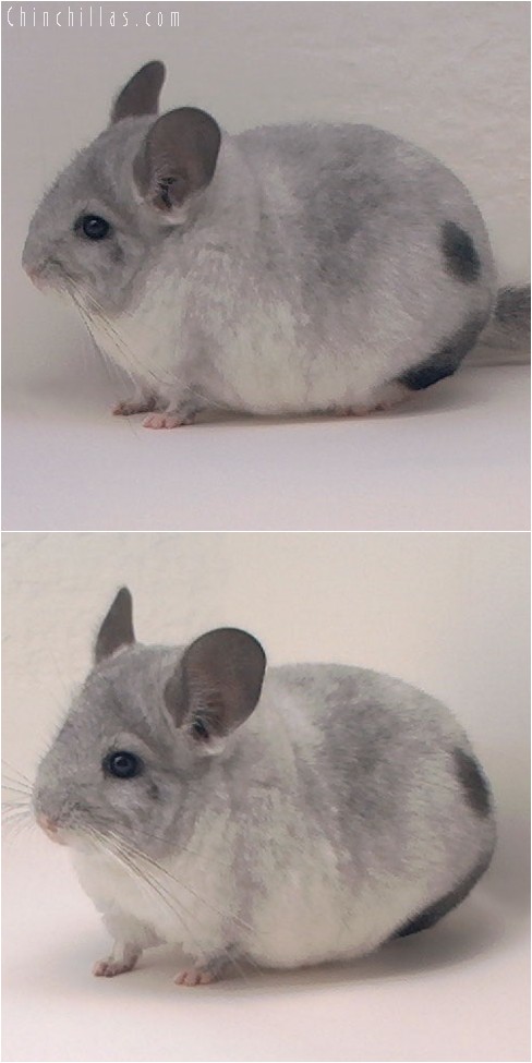 4160 Top Show Quality White Mosaic Female Chinchilla with Spot