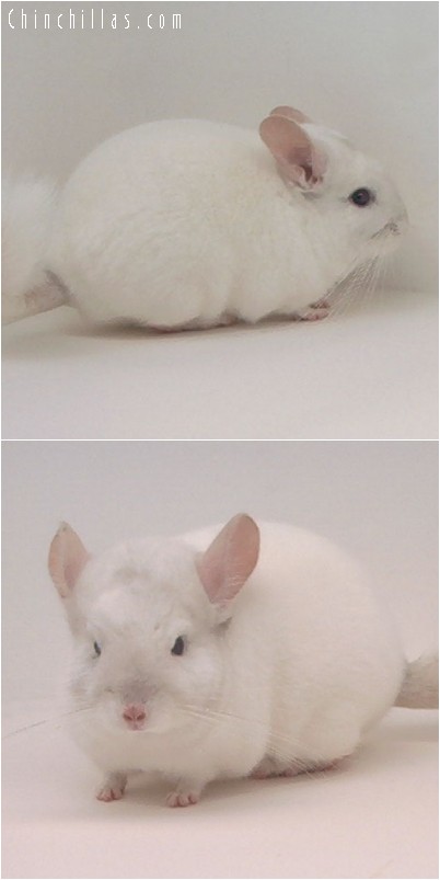 4184 Mini / Dwarf Pink White Male Chinchilla