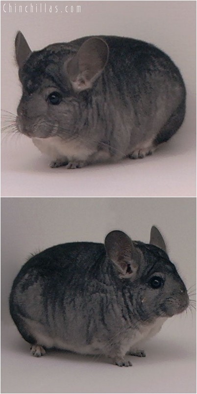 4145 Show Quality Standard ( Violet Carrier ) Female Chinchilla