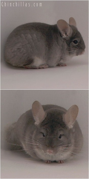 4131 Show Quality TOV Beige / Brown Velvet Female Chinchilla