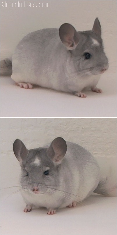 5068 Show Quality Silver Mosaic Male Chinchilla with Star