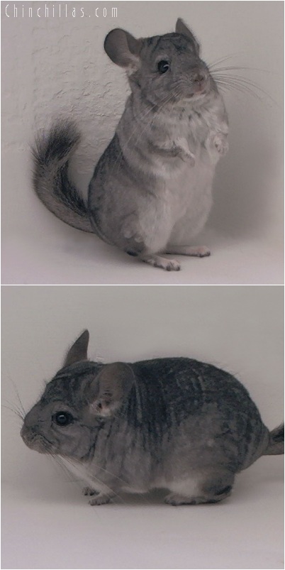 5163 Show Quality Standard ( Sapphire Carrier ) Female Chinchilla