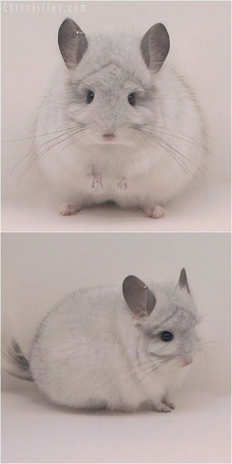 5089 White Mosaic Royal Persian Angora Male Chinchilla