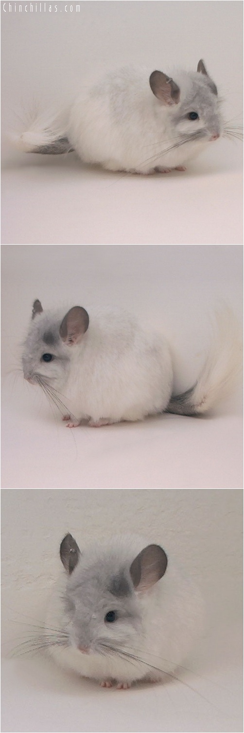 5169 White Mosaic ( Angora Carrier ) Female Chinchilla