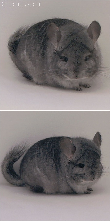 5247 Standard ( Royal Persian Angora Carrier ) Male Chinchilla