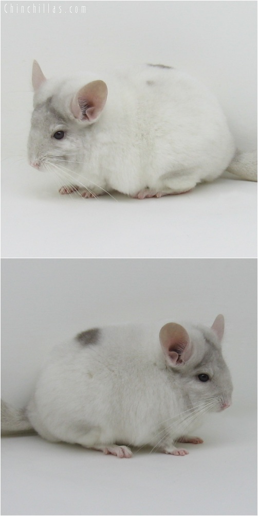 6013 Spotted Show Quality Pink White Female Chinchilla