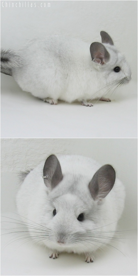 6058 White Mosaic ( Royal Persian Angora Carrier ) Female Chinchilla