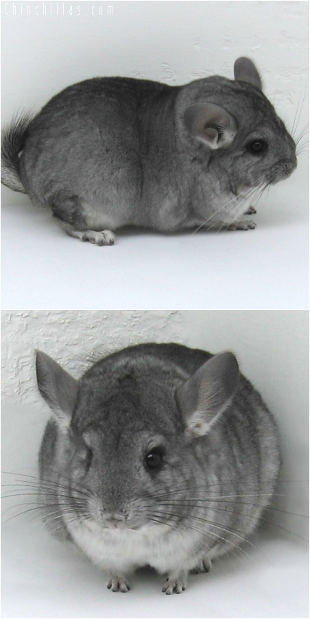 6132 Show Quality Standard ( Violet Carrier ) Female Chinchilla