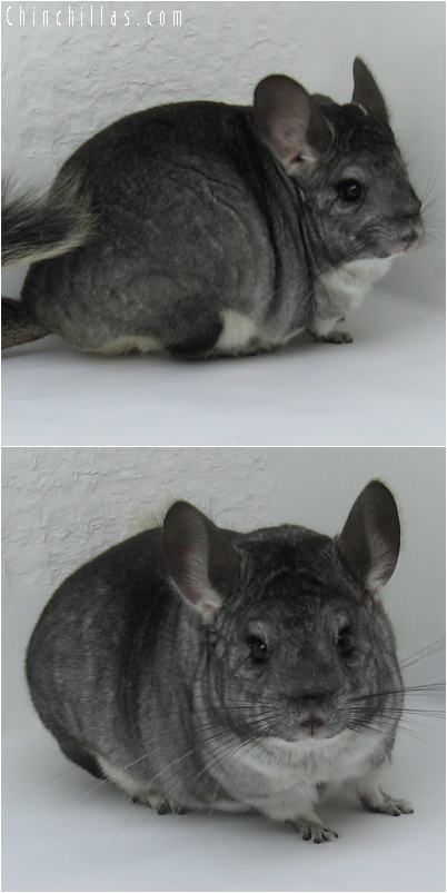 6096 Large Show Quality Standard ( Violet Carrier ) Female Chinchilla