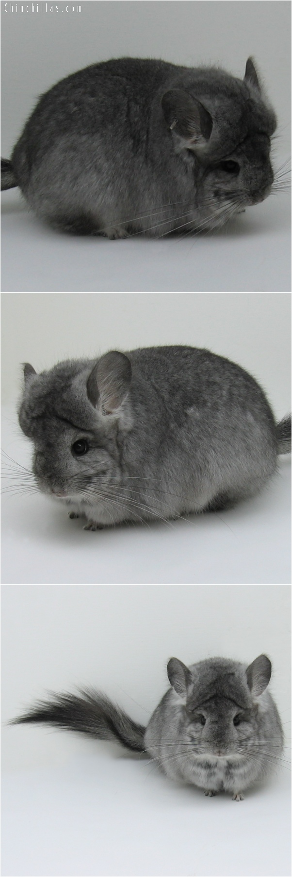 6140 Exceptional Standard Royal Persian Angora Female Chinchilla