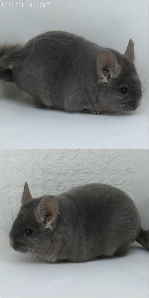 6145 Top Show Quality Violet ( Ebony Carrier ) Male Chinchilla