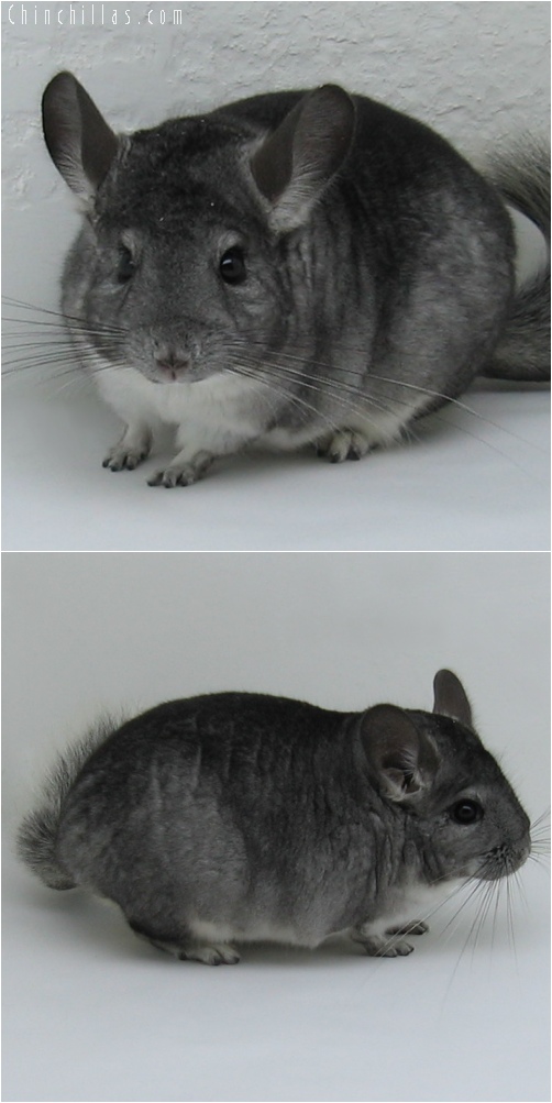 6119 Show Quality Standard (Violet Carrier) Female Chinchilla