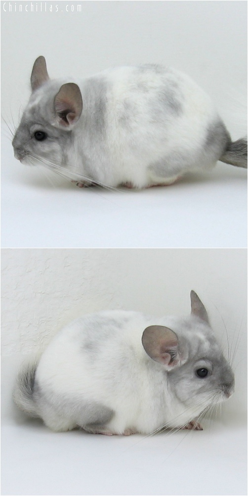 6199 Show Quality Violet & White Mosaic Male Chinchilla