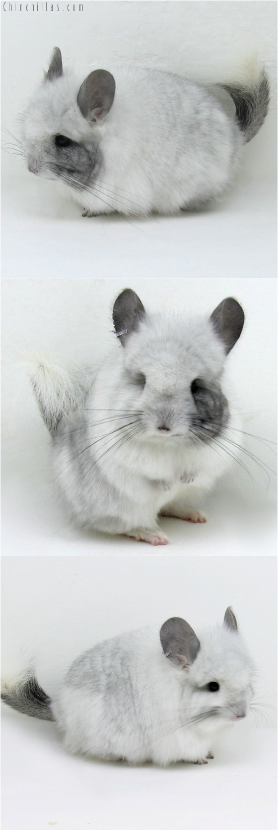 7053 Unique White Mosaic Royal Persian Angora Female Chinchilla