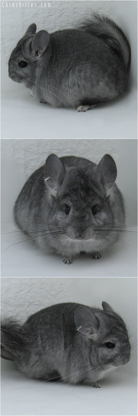 7073 Standard Royal Persian Angora Female Chinchilla