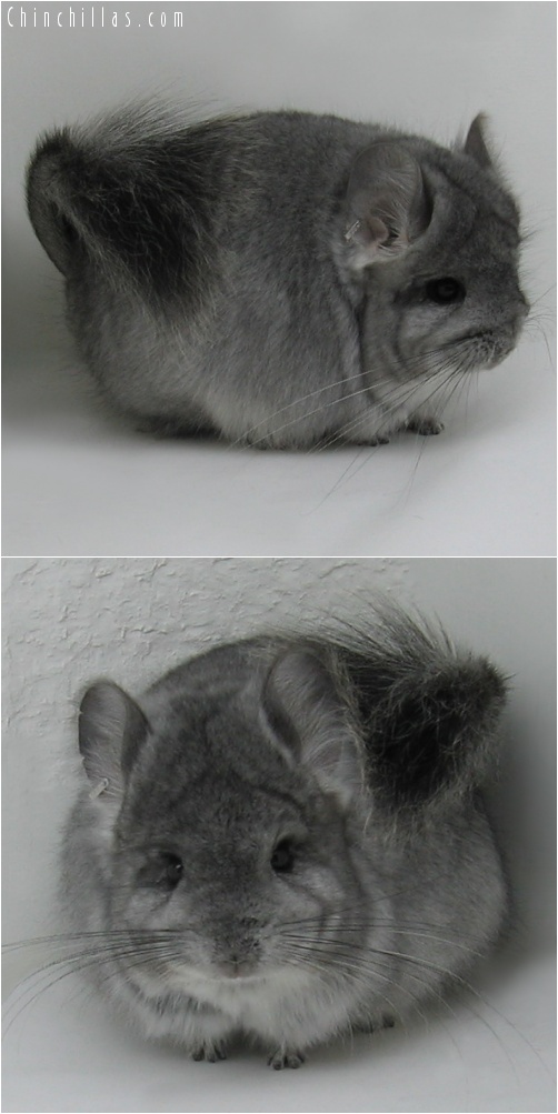 7090 Standard Royal Persian Angora Female Chinchilla