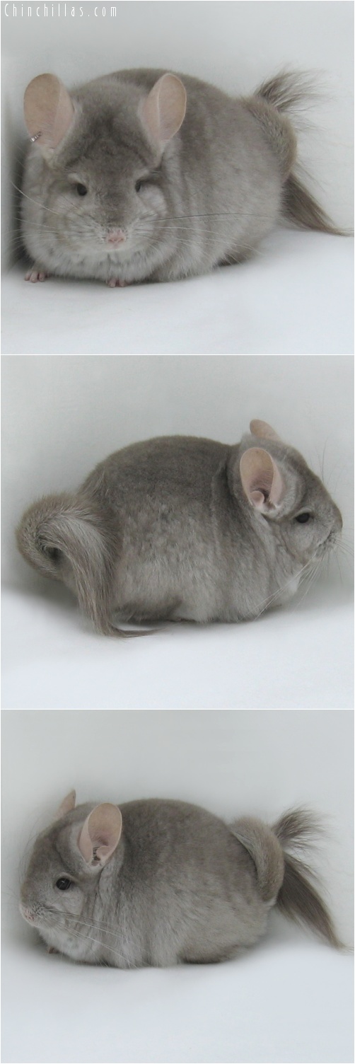 7083 Beige Royal Persian Angora Male Chinchilla