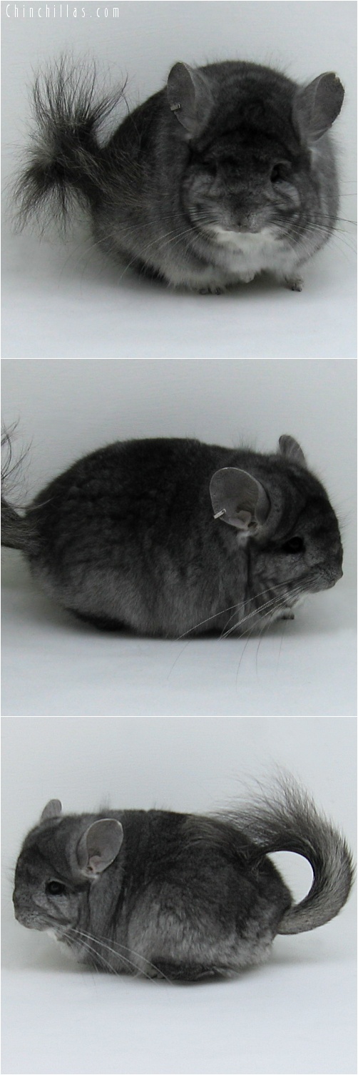 7081 Standard Royal Persian Angora Male Chinchilla