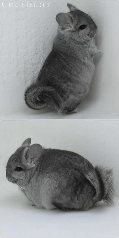 7084 Standard Royal Persian Angora Male Chinchilla