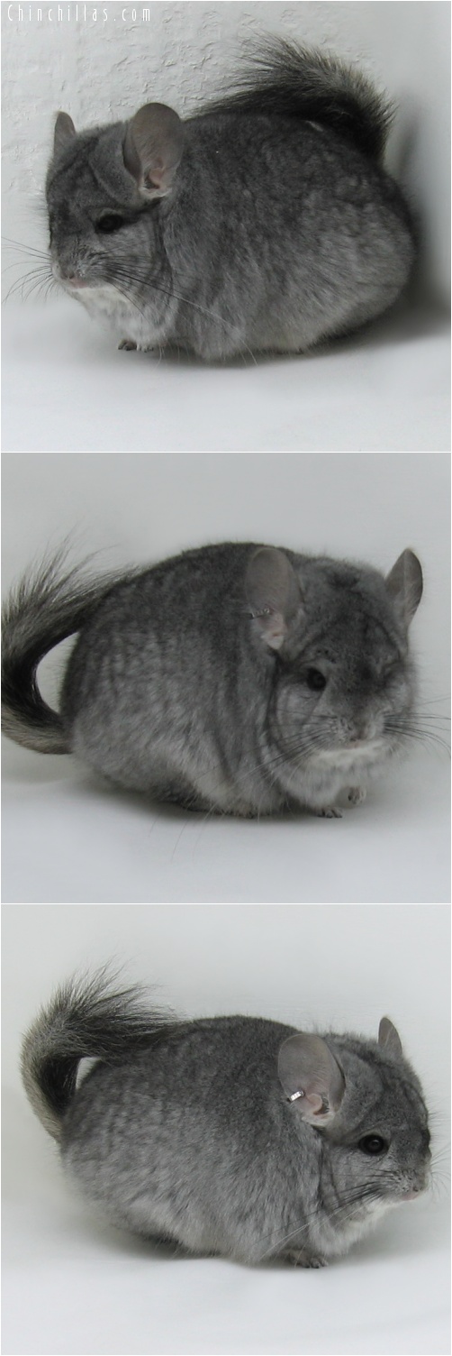 7059 Standard Royal Persian Angora Male Chinchilla