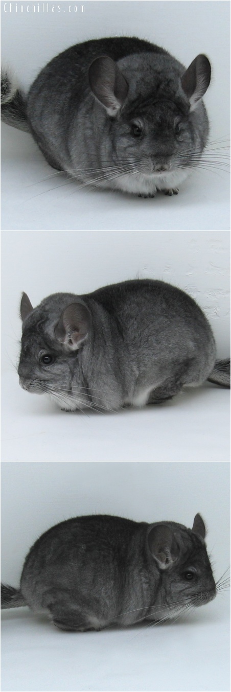 7101 Large Standard ( Violet Carrier ) Male Chinchilla