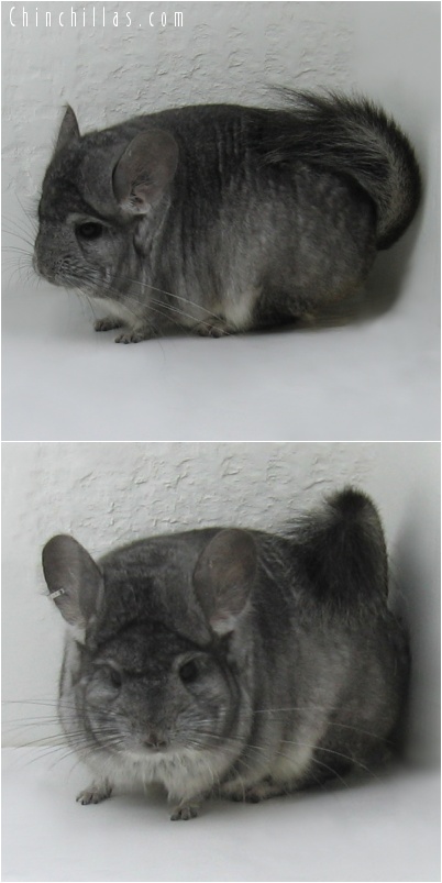 7137 Standard ( Royal Persian Angora Carrier ) Male Chinchilla