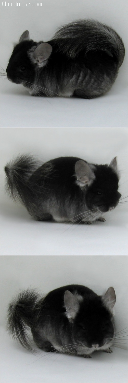 7138 Black Velvet Royal Persian Angora Male Chinchilla