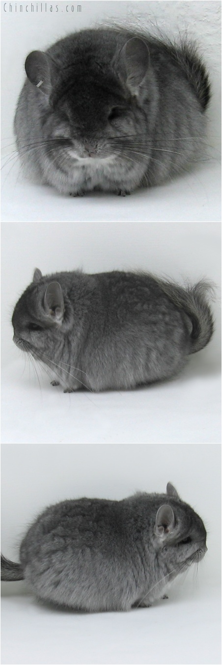 7111 Outstanding Quality Standard Royal Persian Angora Male Chinchilla