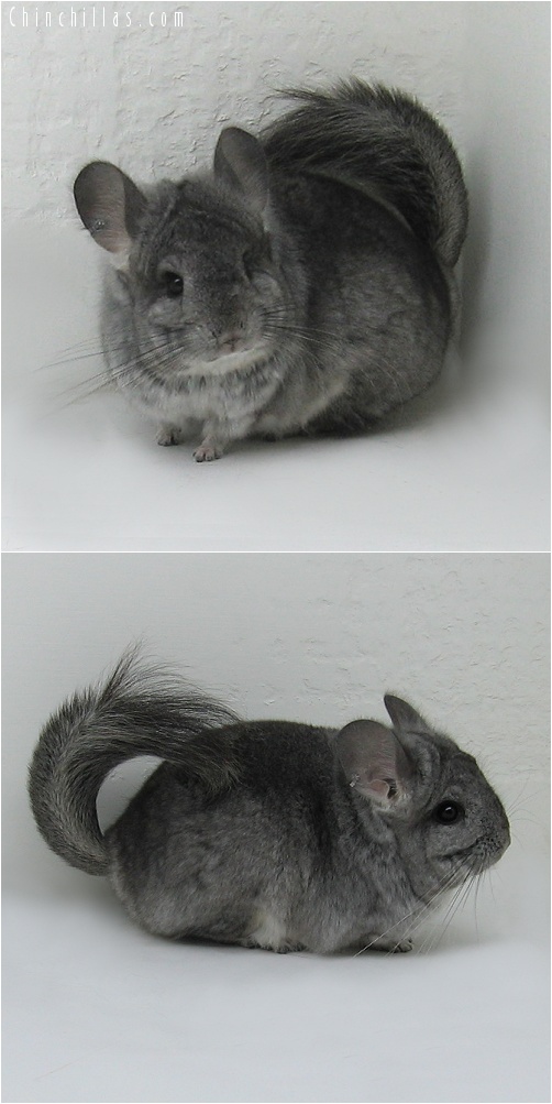 7141 Standard Royal Persian Angora Male Chinchilla