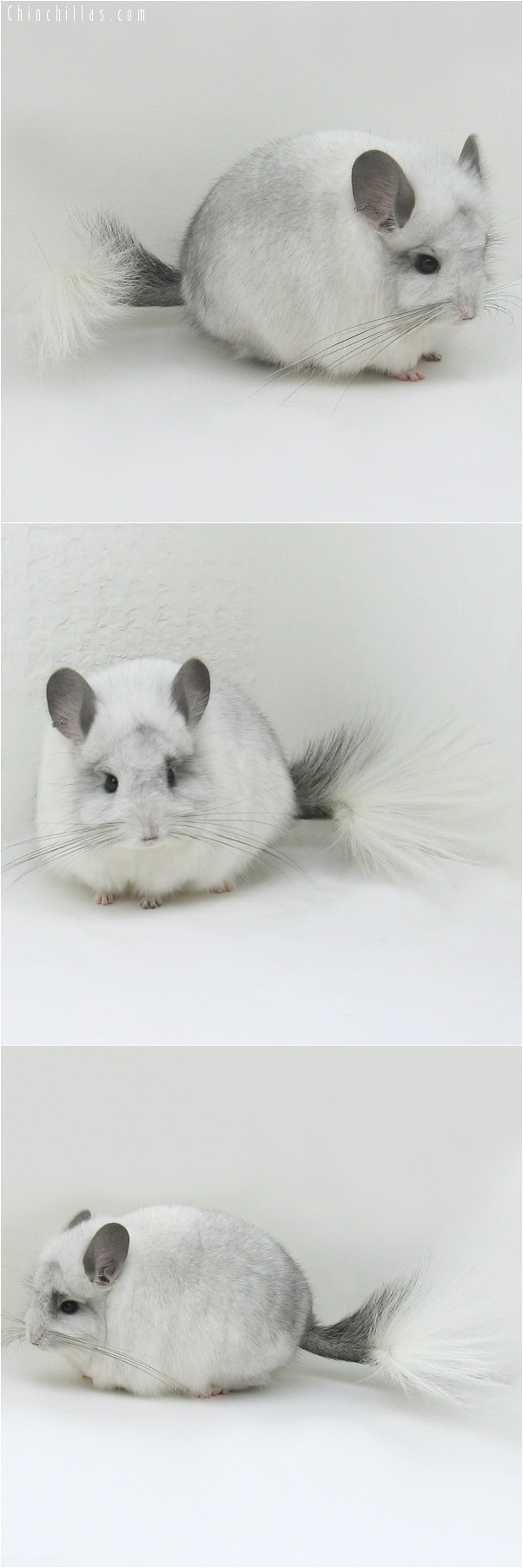 7142 White Mosaic Royal Persian Angora Male Chinchilla