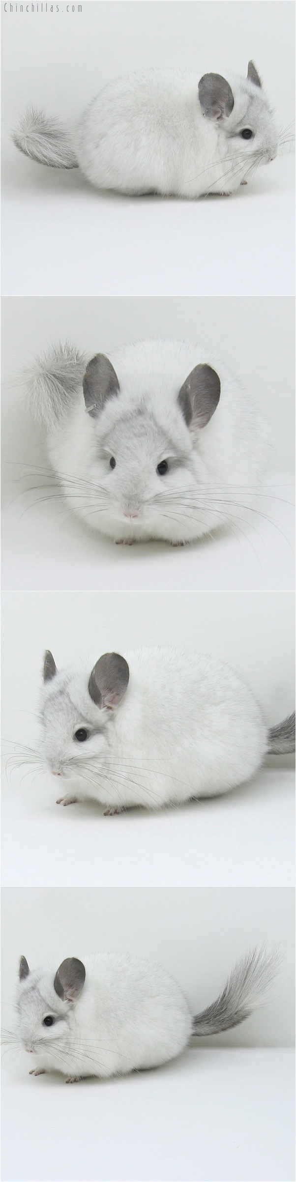 7219 White Mosaic Royal Persian Angora Female Chinchilla