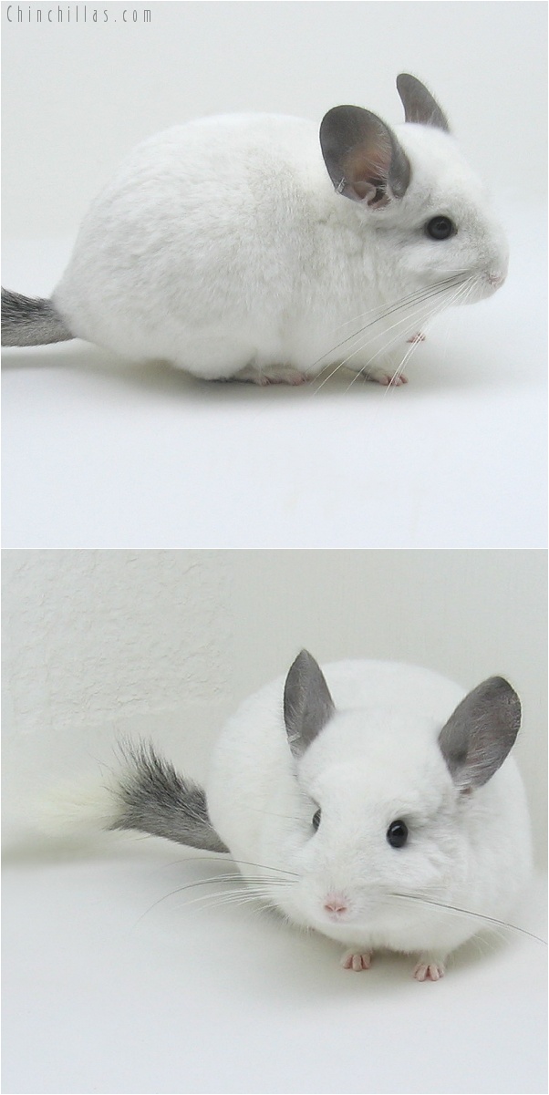 7217 Predominatly White ( Royal Persian Angora Carrier ) Female Chinchilla