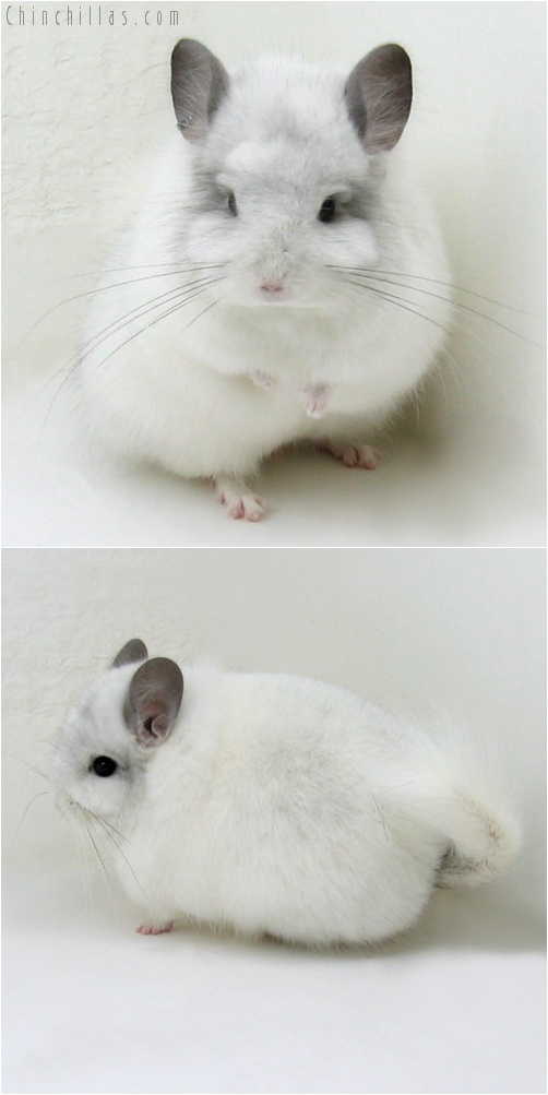 7229 Exceptional White Mosaic Royal Persian Angora Male Chinchilla