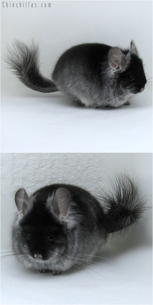 7232 Black Velvet Royal Persian Angora Male Chinchilla