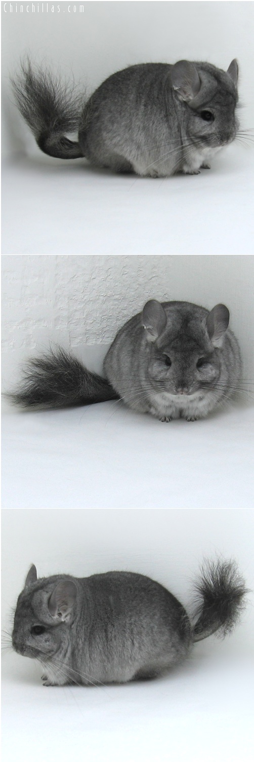 7233 Standard Royal Persian Angora Male Chinchilla