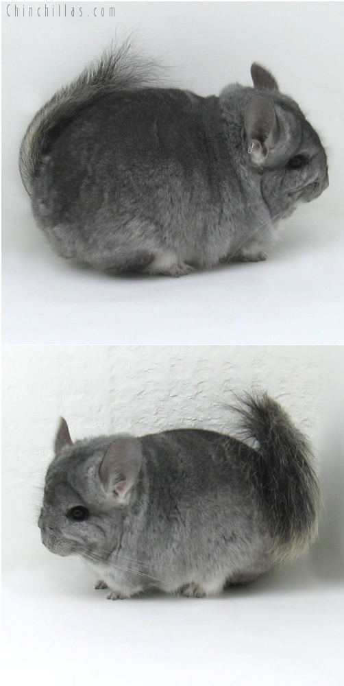 7246 Standard Royal Persian Angora Male Chinchilla