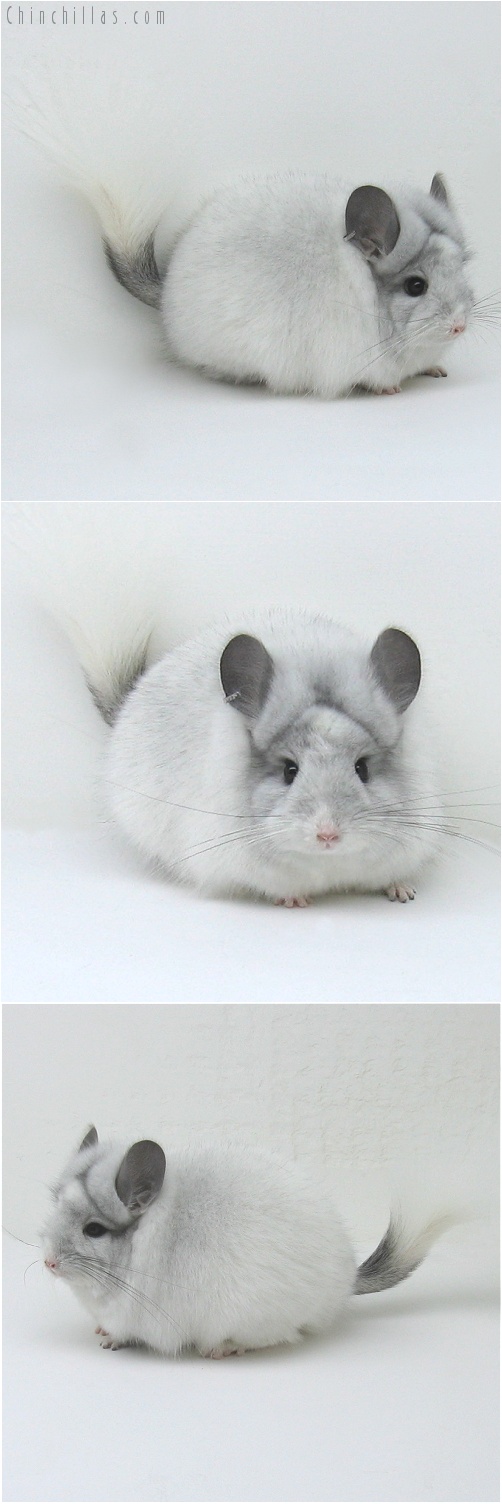 8033 Exceptional White Mosaic Royal Persian Angora Female Chinchilla