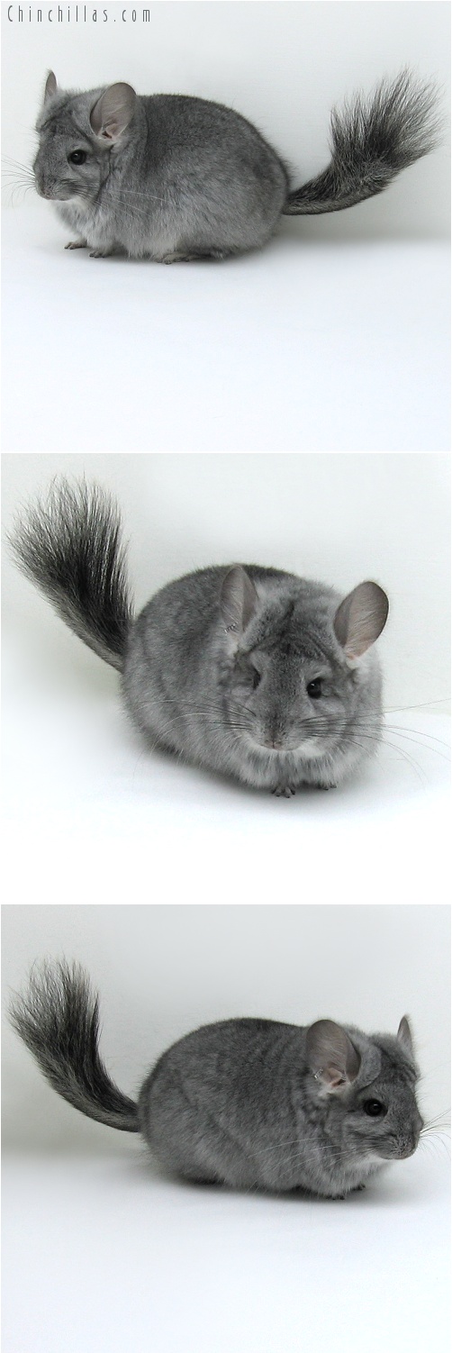 8037 Standard Royal Persian Angora Female Chinchilla