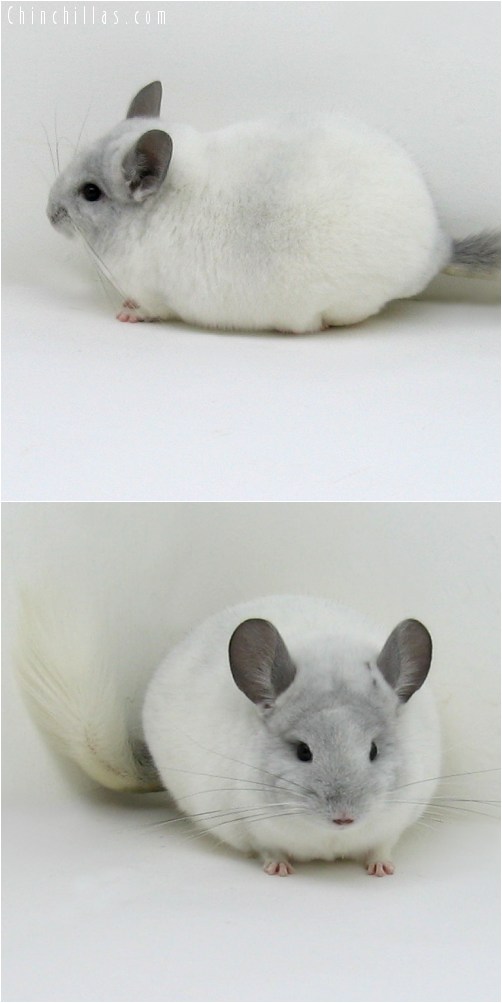 8073 Top Show Quality Violet & White Mosaic Male Chinchilla