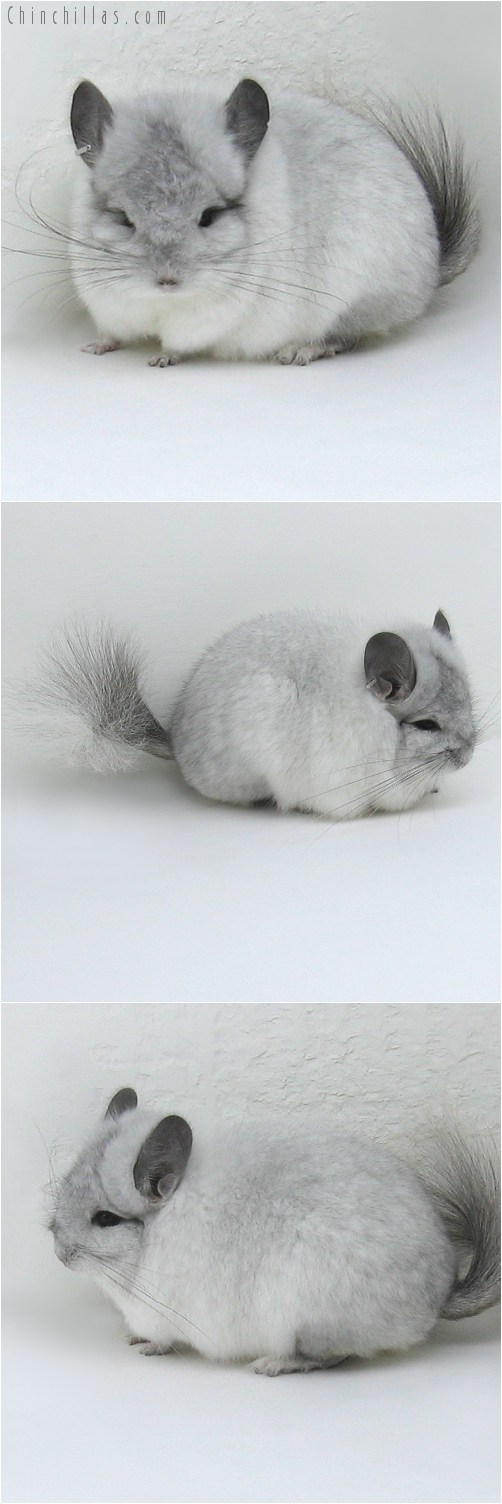 8137 White Mosaic Royal Persian Angora Male Chinchilla