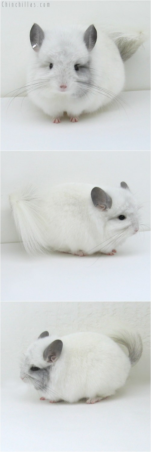 8138 White Mosaic Royal Persian Angora Male Chinchilla