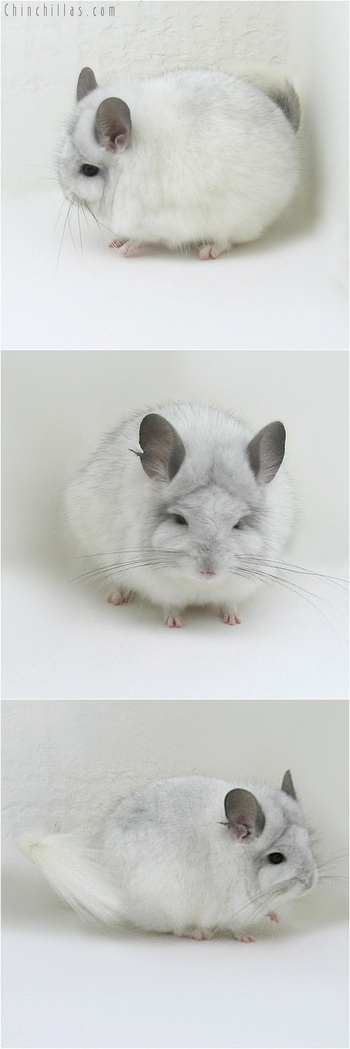 8152 White Mosaic Royal Persian Angora Male Chinchilla