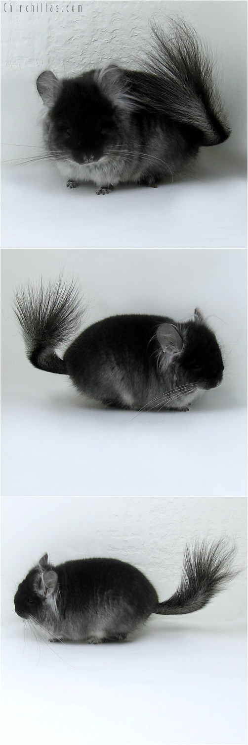 8136 Black Velvet Royal Persian Angora Male Chinchilla