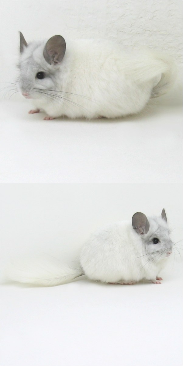 8130 White Mosaic Royal Persian Angora Male Chinchilla