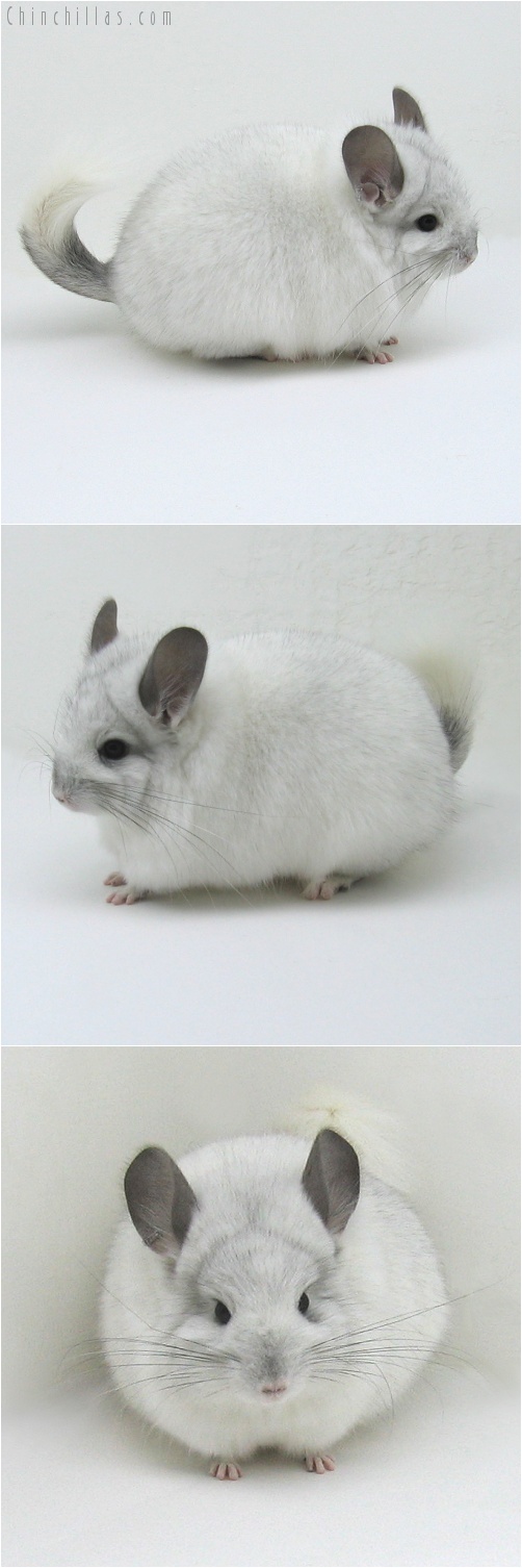 8035 White Mosaic Royal Persian Angora Female Chinchilla