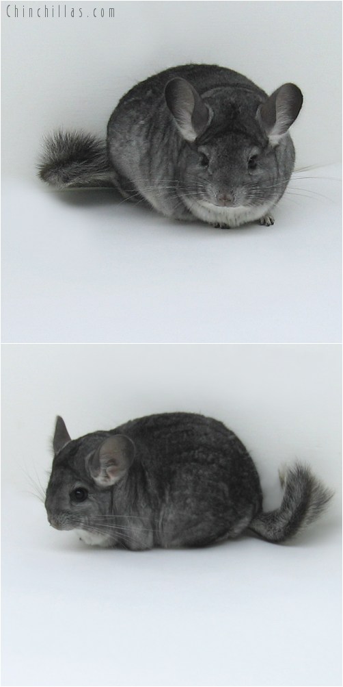 8140 Show Quality Standard ( Violet Carrier ) Female Chinchilla